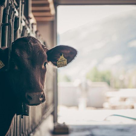Kinderbauernhof Scharrerhof Hollersbach im Pinzgau Exteriér fotografie
