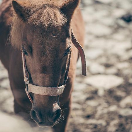 Kinderbauernhof Scharrerhof Hollersbach im Pinzgau Exteriér fotografie