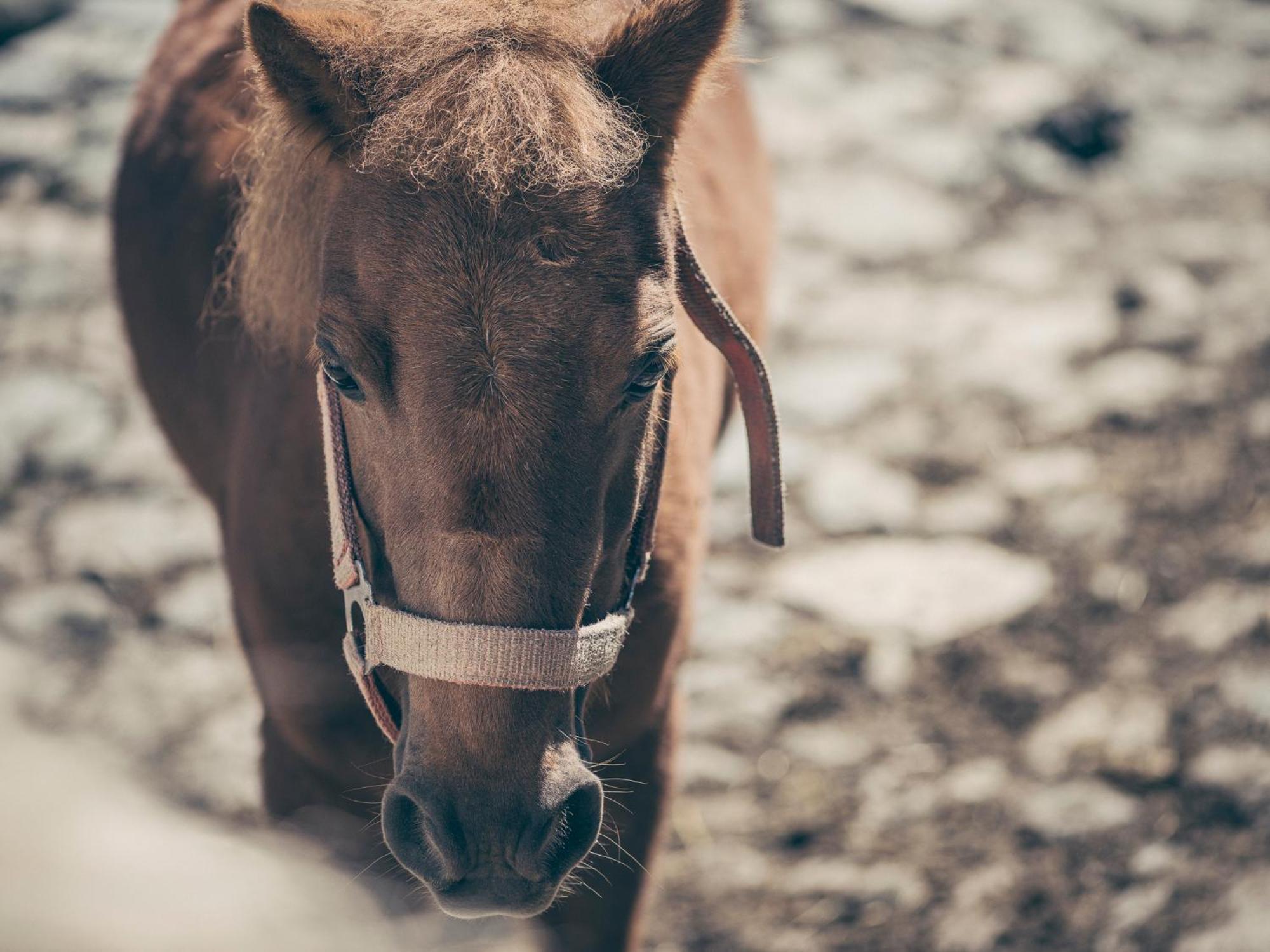 Kinderbauernhof Scharrerhof Hollersbach im Pinzgau Exteriér fotografie